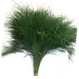 Asparagus Virgatus
