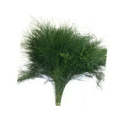Asparagus Virgatus