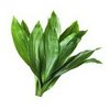 Aspidistra