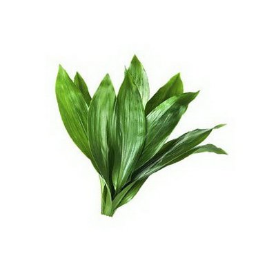 Aspidistra