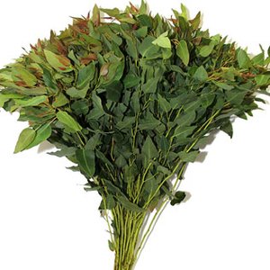 Eucalyptus ball-red