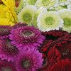 Gerbera