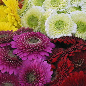 Gerbera
