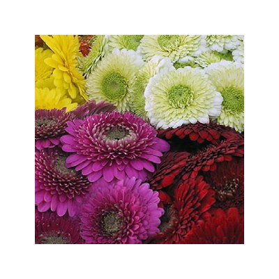 Gerbera