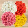Gerbera mini