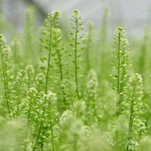 Green Bell