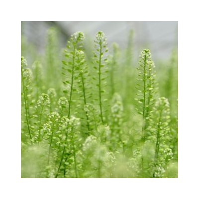 Green Bell