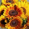 Helianthus