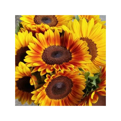 Helianthus