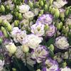 Lisianthus Varieties