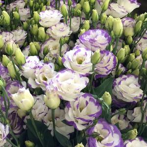 Lisianthus Varieties