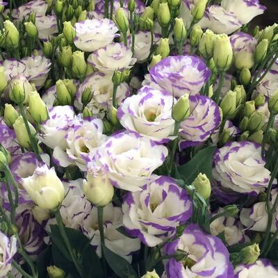 Lisianthus Varieties