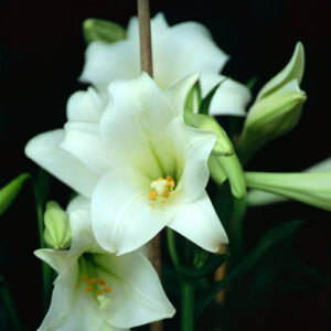 Longiflorum / Lilium