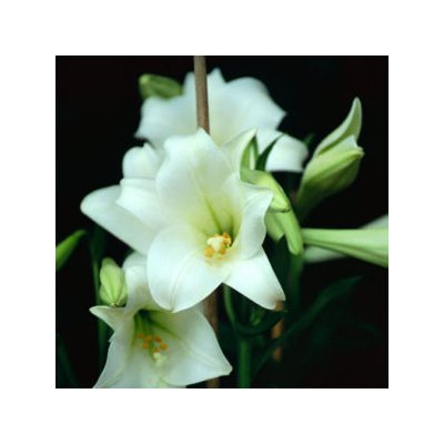 Longiflorum / Lilium