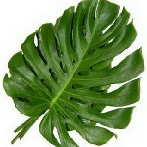 Monstera