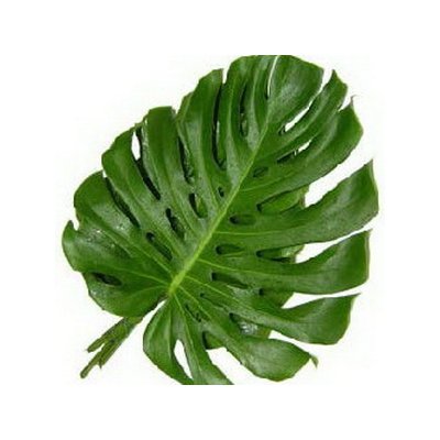 Monstera