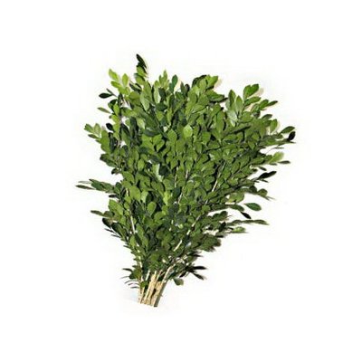 Murraya