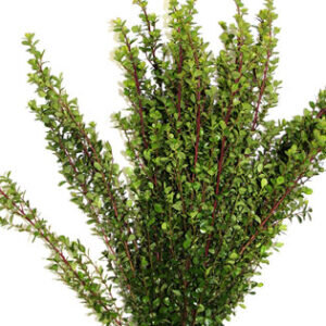 Myrsine