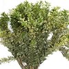 Pittosporum Tall