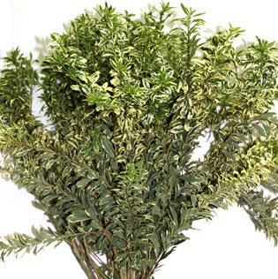 Pittosporum Tall