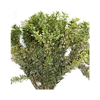 Pittosporum Tall