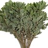 Pittosporum Variegated
