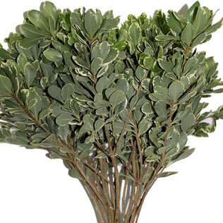Pittosporum Variegated
