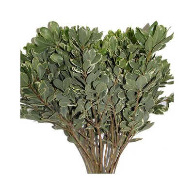 Pittosporum Variegated